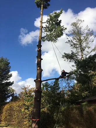 tall tree