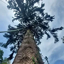 a very tall tree in the middle of a forest